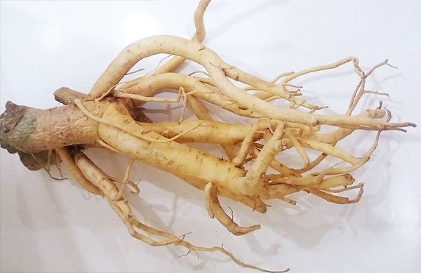 Bài thuốc ho suyễn lâu năm