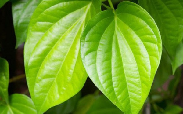 Bài thuốc Đông y chữa viêm phổi, viêm phế quản mãn tính 3 Chữa viêm phế quản mạn tính bằng lá trầu
