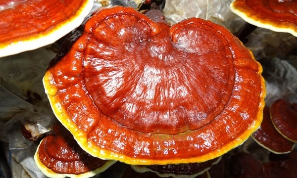 Các bài thuốc Đông y chữa ung thư phổi có thể tham khảo 2 Nấm linh chi - bài thuốc đông y chữa ung thư phổi