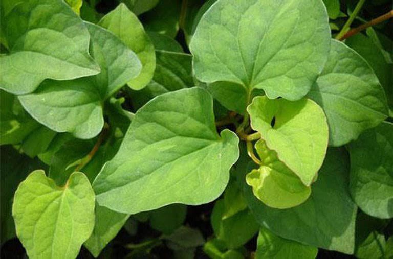 Tổng hợp những bài thuốc chữa các bệnh về tai hiệu quả 2 Bài thuốc chữa các bệnh về tai
