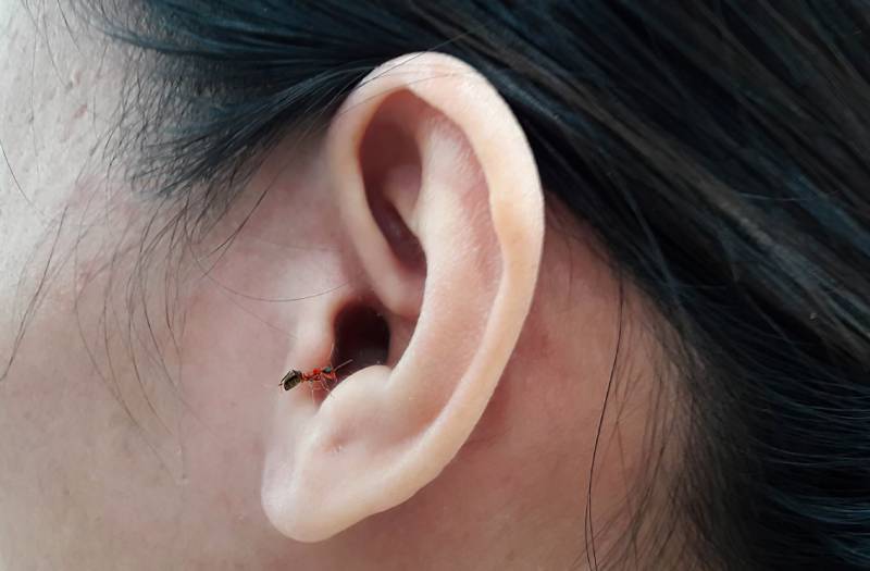 Tổng hợp những bài thuốc chữa các bệnh về tai hiệu quả 1 Kiến vào tai