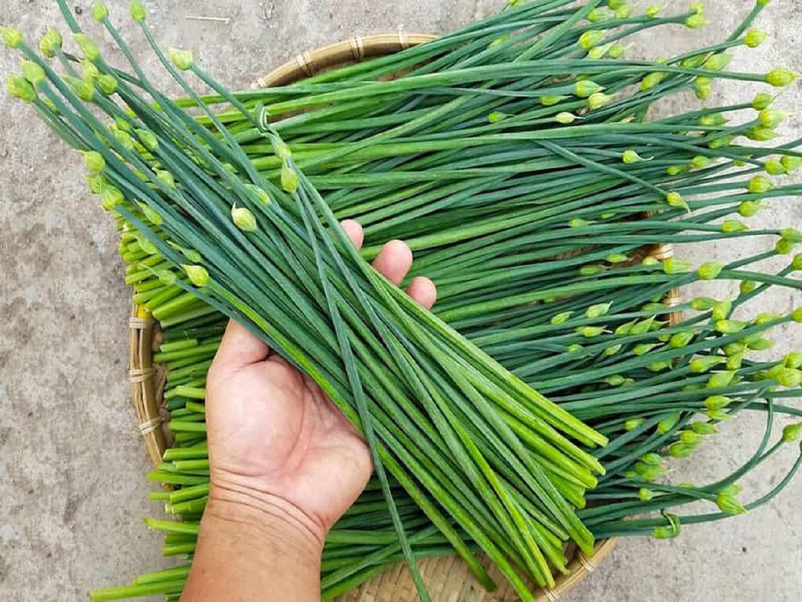 Các bài thuốc Đông y chữa ung thư thực quản hiệu quả 2 Chữa ung thư thực quản bằng rau hẹ như thế nào?