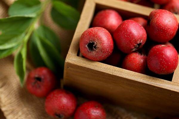 Một số bài thuốc dùng sơn tra để chống rối loạn lipid máu 1 Bài thuốc quả sơn tra chống rối loạn lipid máu