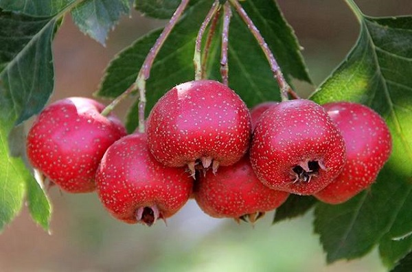 Một số cách dùng sơn tra chữa cao huyết áp hiệu quả 1 Sơn tra chữa cao huyết áp