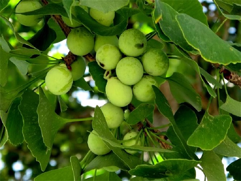 Các bài thuốc chữa bệnh từ cây bạch quả 1 Bài thuốc chữa bệnh từ cây bạch quả
