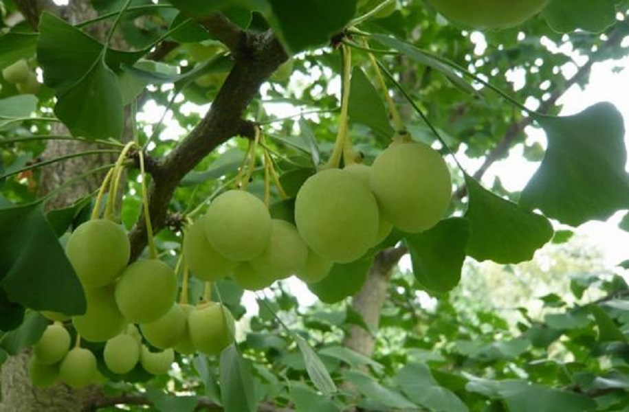 bai thuoc chua benh tu bach qua 2382382