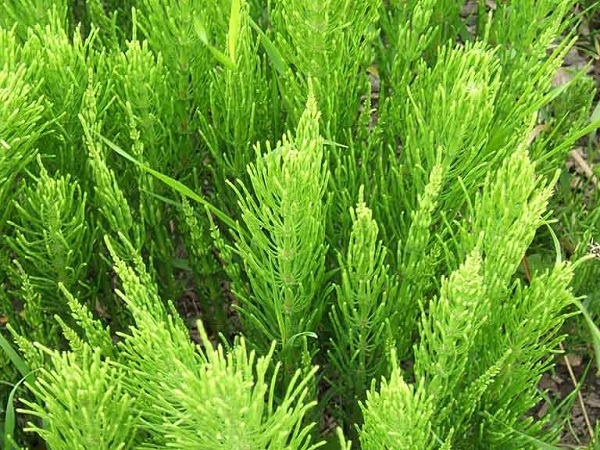 Cách chữa đục thủy tinh thể bằng Thương truật, cỏ tháp bút