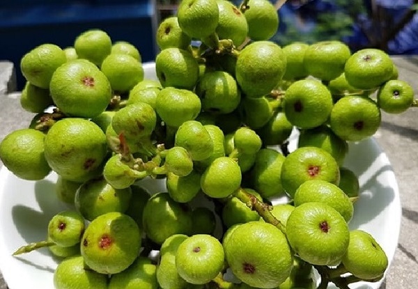 bai thuoc dong y chua soi mat 2388231
