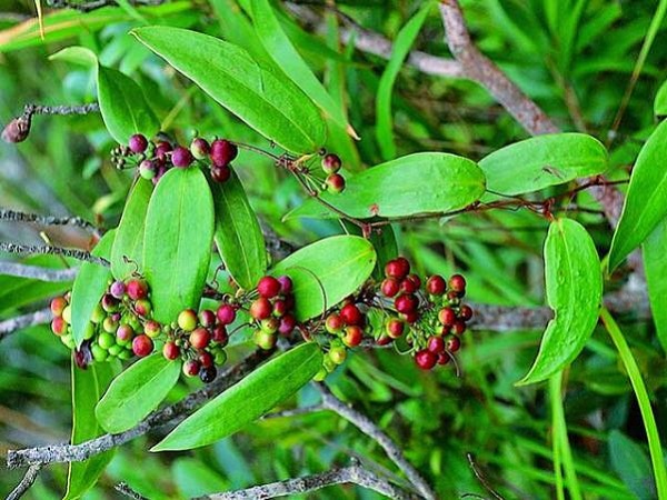 Cây thổ phục linh chữa bệnh thiếu máu do suy tủy