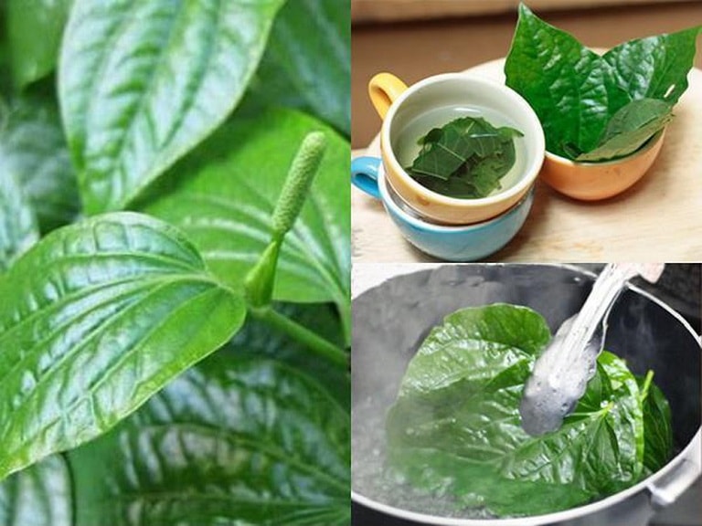 Chữa bệnh tê tay chân bằng các cây thuốc nam hiệu quả 1 Chữa bệnh tê tay chân bằng cây lá lốt hiệu quả