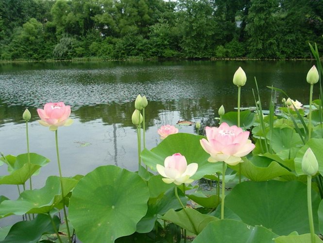 bai thuoc cam mau tu cay sen 2383284