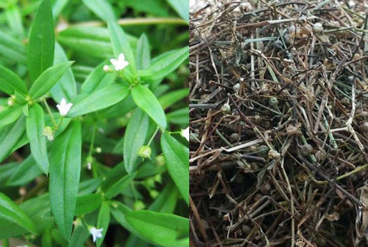 Bài thuốc Đông y giải độc, tiêu viêm từ cây bạch hoa xà thiệt thảo