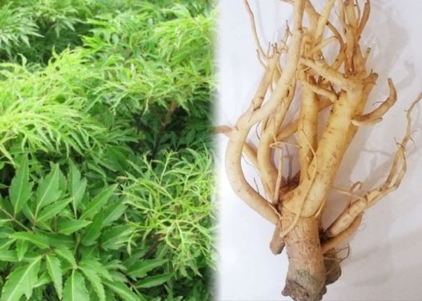 Một số bài thuốc chữa bệnh từ cây đinh lăng 1 Một số bài thuốc chữa bệnh từ cây đinh lăng