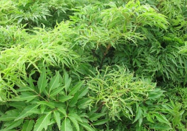 Một số bài thuốc chữa bệnh từ cây đinh lăng 2 Bài thuốc chữa bệnh từ cây đinh lăng hiệu quả