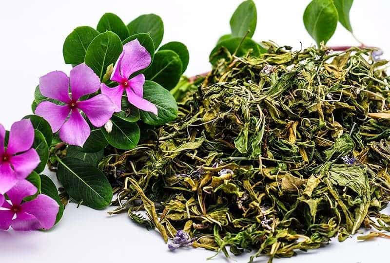 Mách bạn một số bài thuốc chữa bệnh từ cây dừa cạn 2 Bài thuốc chữa bệnh từ cây dừa cạn