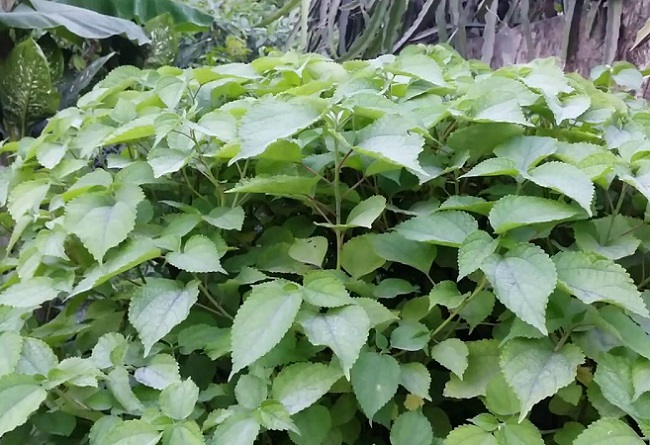 bai thuoc chua benh tu cay la gai 2392933