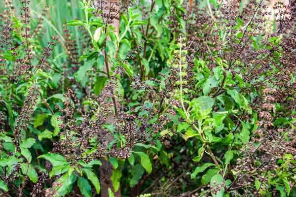 11 bài thuốc chữa bệnh từ cây hương nhu tía tuyệt vời 1 Bài thuốc từ cây hương nhu tía