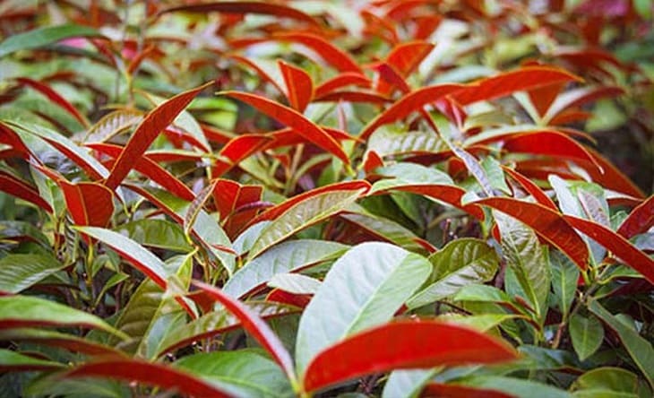 Cách chữa mề đay bằng lá đơn đỏ hiệu quả không ngờ 1 Chữa mề đay bằng lá đơn đỏ