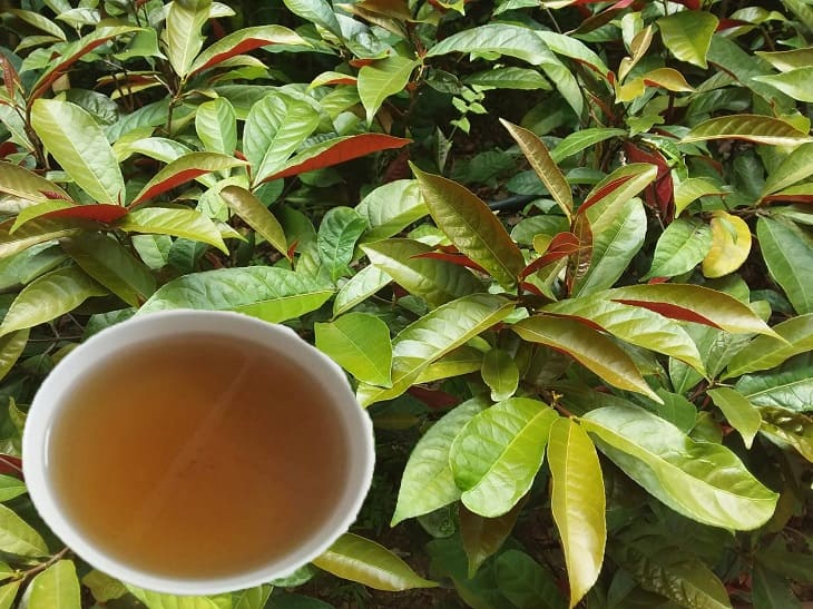 Cách chữa mề đay bằng lá đơn đỏ hiệu quả không ngờ 2 Cách chữa mề đay bằng lá đơn đỏ hiệu quả