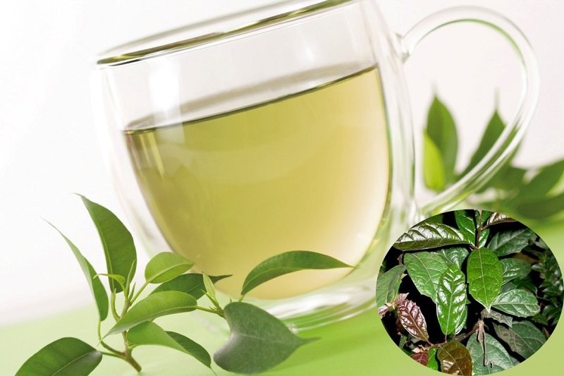 Công dụng và một số bài thuốc chữa bệnh từ cây xạ đen 3 Một số bài thuốc chữa bệnh từ cây xạ đen