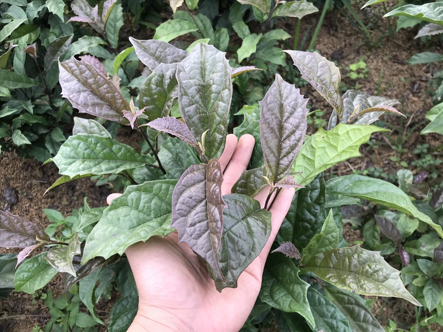 Công dụng và một số bài thuốc chữa bệnh từ cây xạ đen 1 Chữa bệnh từ cây xạ đen