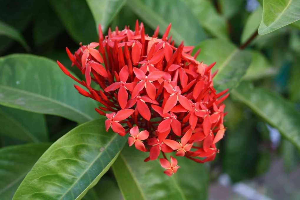 Bài thuốc chữa bệnh từ cây hoa mẫu đơn