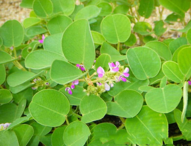 Những bài thuốc chữa bệnh từ cây kim tiền thảo 1 Chữa bệnh từ cây kim tiền thảo