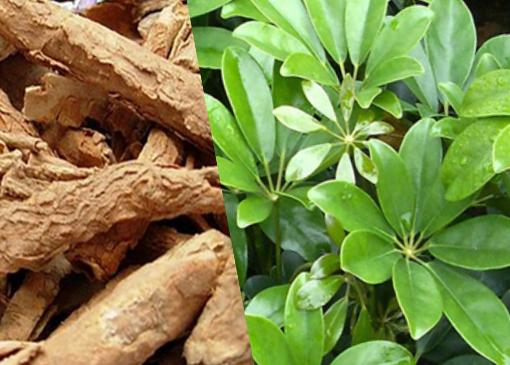 Bài thuốc chữa bệnh từ cây ngũ gia bì chân chim 3 Bài thuốc chữa bệnh từ cây ngũ gia bì chân chim