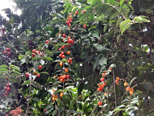 Bài thuốc chữa bệnh từ cây nhót