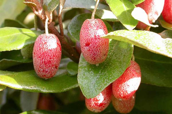 Các bài thuốc chữa bệnh từ cây nhót