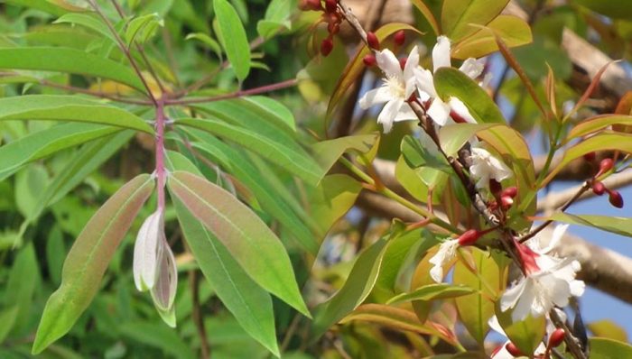 Bài thuốc chữa bệnh từ cây thành ngạnh có thể bạn chưa biết 3 Lưu ý khi chữa bệnh từ cây thành ngạnh