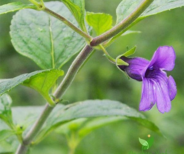 Các bài thuốc chữa bệnh từ nhân trần có thể bạn chưa biết 3 Chữa bệnh từ cây nhân trần
