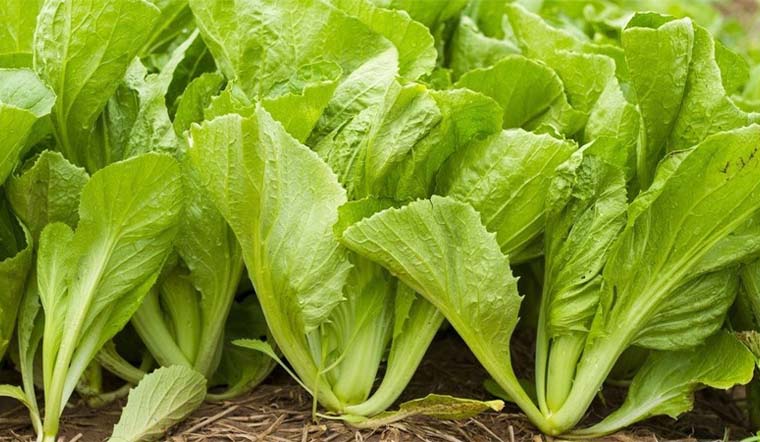 Baì thuốc chữa bệnh từ cây cải xanh