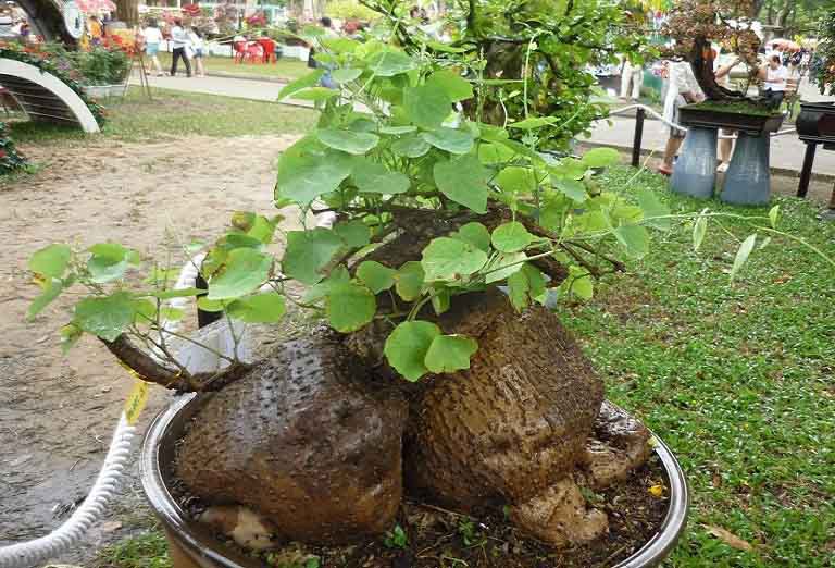 Một số bài thuốc chữa bệnh từ cây bình vôi 1 Chữa bệnh từ cây bình vôi