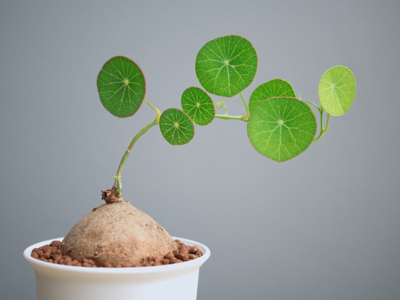 Một số bài thuốc chữa bệnh từ cây bình vôi 2 Cây bình vôi hỗ trợ trong điều trị cho bệnh nhân bị bệnh gút