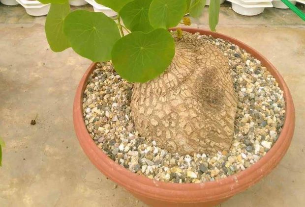 Một số bài thuốc chữa bệnh từ cây bình vôi 3 Một số bài thuốc chữa bệnh từ cây bình vôi