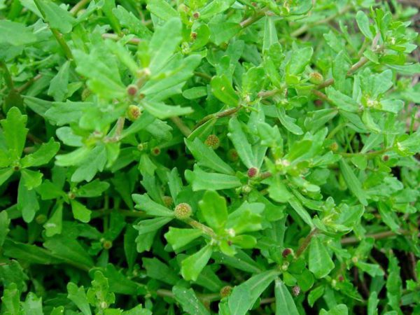 Tổng hợp các bài thuốc chữa bệnh từ cây cóc mẳn 2 Cách chữa bệnh từ cây cóc mẳn
