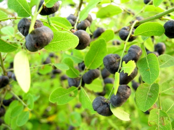 Top 9 bài thuốc chữa bệnh từ cây phèn đen cực hay 2 Bài thuốc chữa bệnh từ cây phèn đen