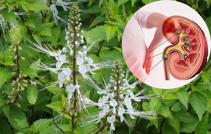 Các bài thuốc chữa bệnh tuyệt vời từ cây râu mèo 3 Kinh nghiệm chữa bệnh từ cây râu mèo