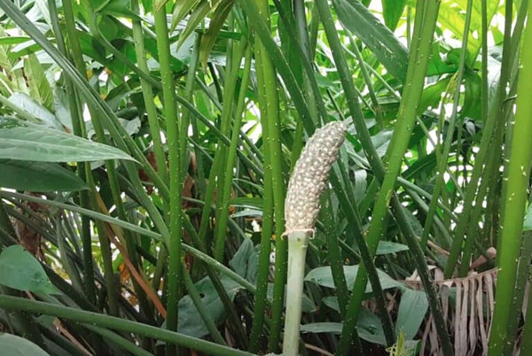 Chữa bệnh từ cây ráy gai
