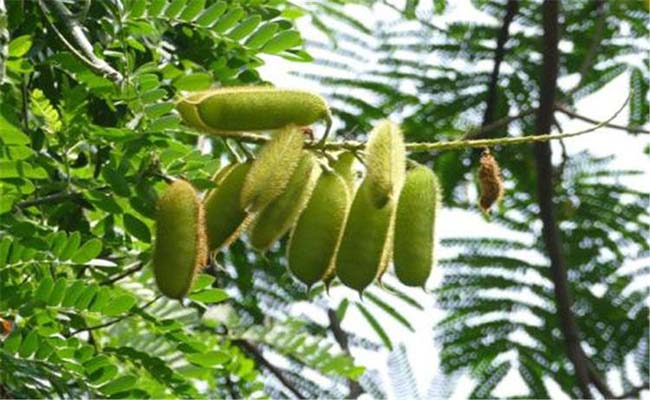 Bài thuốc hay chữa bệnh từ cây vuốt hùm 1 Tác dụng chữa bệnh từ cây vuốt hùm