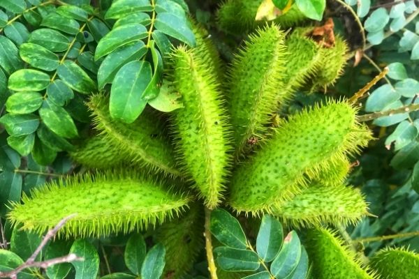 Bài thuốc hay chữa bệnh từ cây vuốt hùm 3 Lưu ý khi dùng cây vuốt hùm chữa bệnh