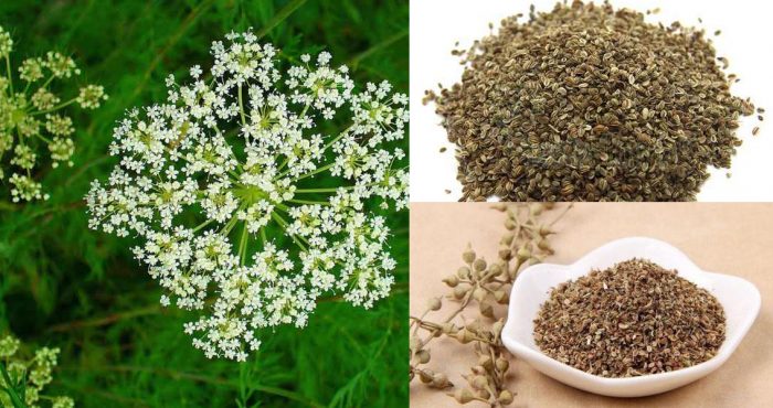 Một số bài thuốc chữa bệnh từ xà sàng tử