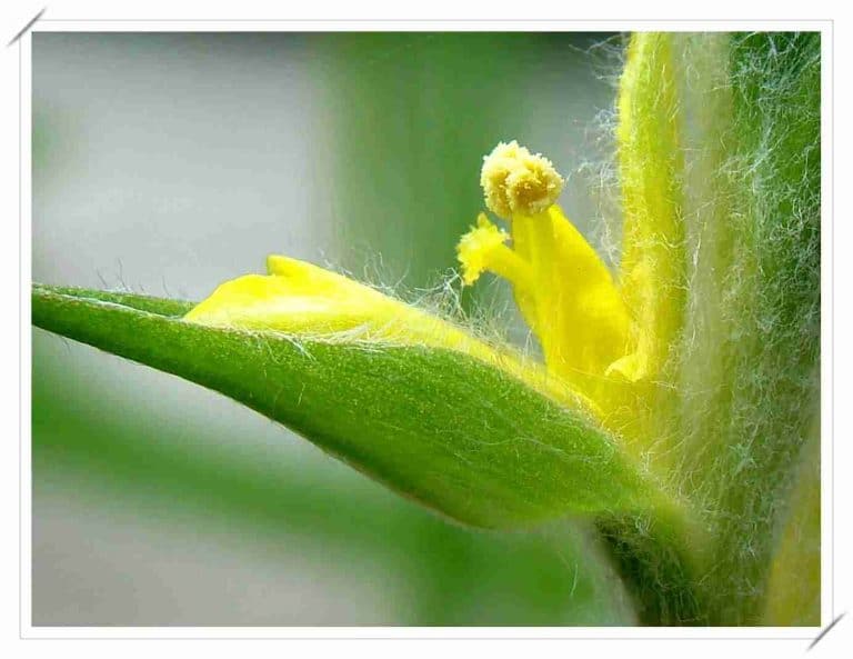 Công dụng và các bài thuốc chữa bệnh từ cỏ đuôi lươn 3 Những điều cần lưu ý khi sử dụng bài thuốc chữa bệnh từ cỏ đuôi lươn