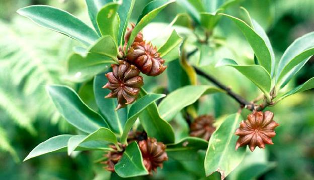 Tổng hợp 9 bài thuốc chữa bệnh từ quả đại hồi cực hay 1 Bài thuốc chữa bệnh từ quả đại hồi