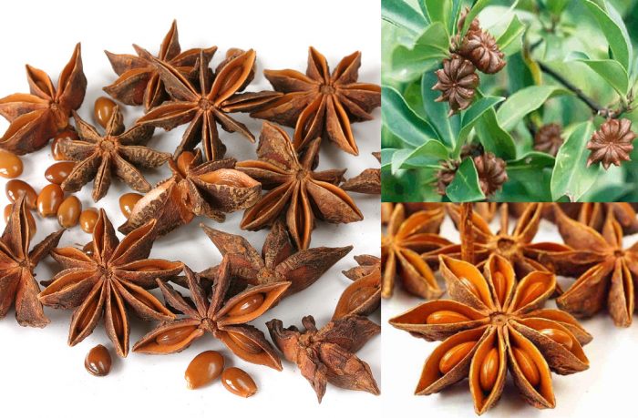 Tổng hợp 9 bài thuốc chữa bệnh từ quả đại hồi cực hay 3 Lưu ý khi chữa bệnh từ quả đại hồi
