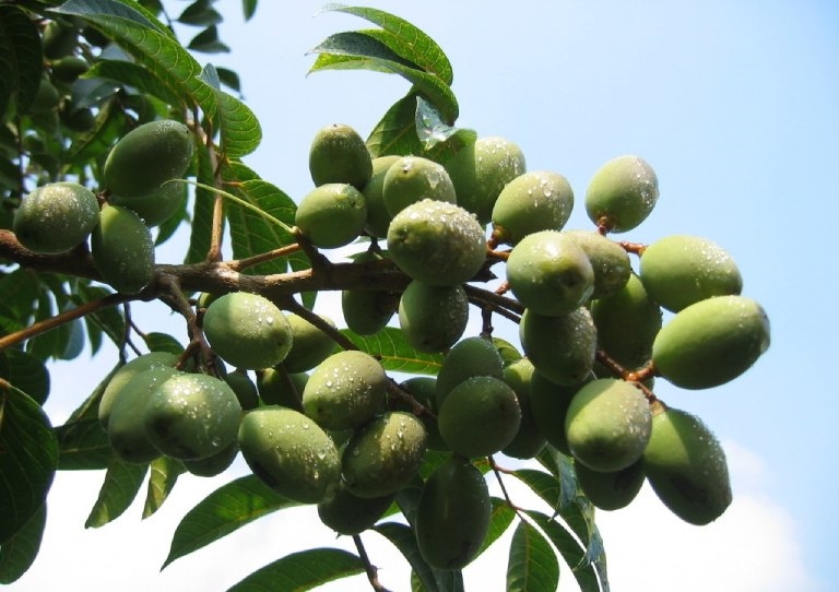 Công dụng và một số bài thuốc chữa bệnh từ quả trám 1 Bài thuốc chữa bệnh từ quả trám