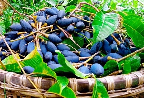 Chữa bệnh từ quả trám