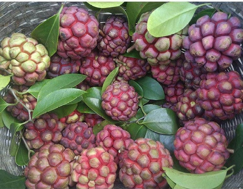 Một số bài thuốc chữa bệnh từ cây na rừng 1 Chữa bệnh từ cây na rừng
