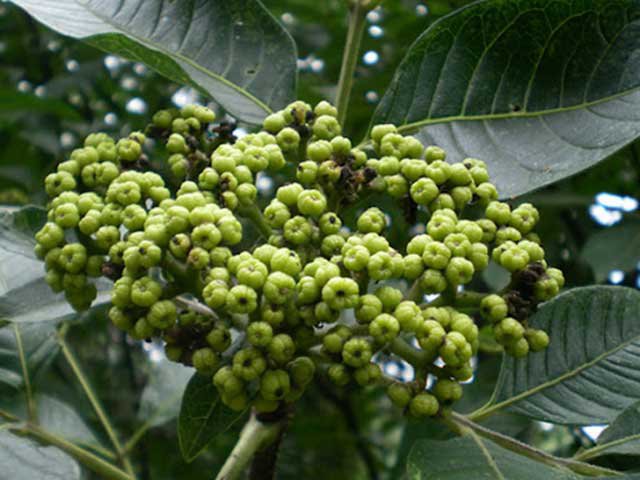 Các bài thuốc chữa bệnh từ cây ngô thù du